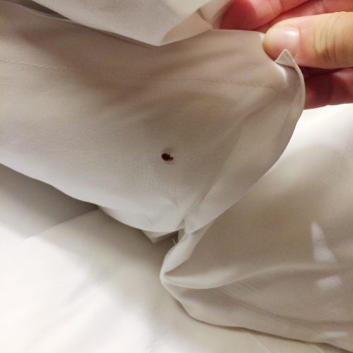 Bed bug under the blanket