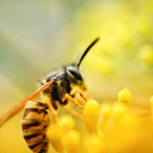 Close up of a wasp on a yellow flower