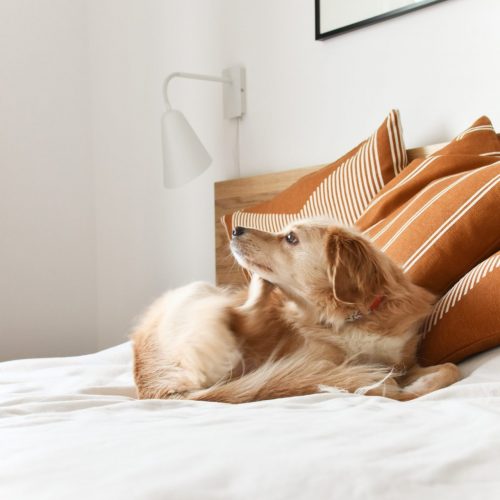 Dog scratching on the bed